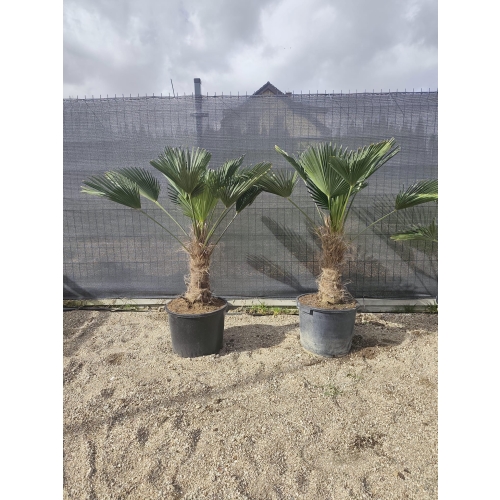 Trachycarpus Wagnerianus